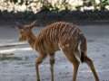 ZOO-Viden 24 srpen 2014 279.JPG